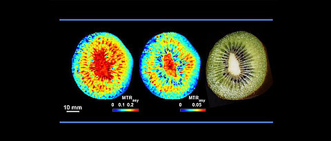 Nicht-invasive CEST-MRT der Zucker- (links) und Aminosäurenverteilung (rechts) in einer Kiwi.